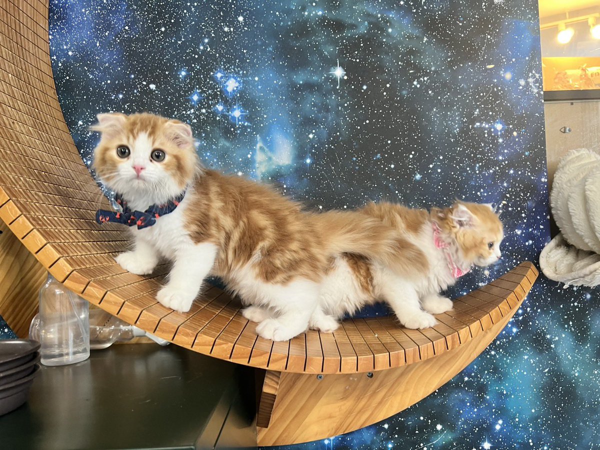 haikeinekosama's tweet photo. 拝啓ねこ様54期生到着🚀

ユーエちゃんの子供達が2回めのワクチンを終えて、母を訪ねてきました🐈🐈🐈

パイ君🥧
ローフちゃん🥩

天使すぎる👼

それぞれのペースでフロアデビューします😊

#阿佐ヶ谷　#保護猫カフェ https://t.co/VHsfVtBNS4