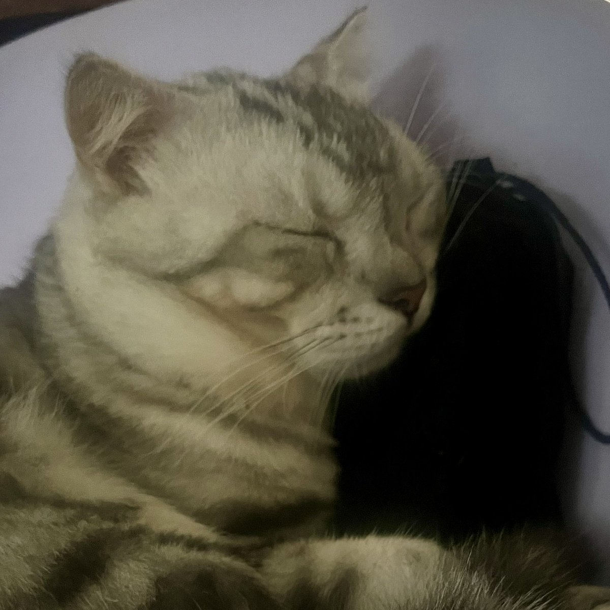 d3chouchou's tweet photo. ผู้ช่วยมะแงว! 🐾 https://t.co/ZOqHVUqQbU