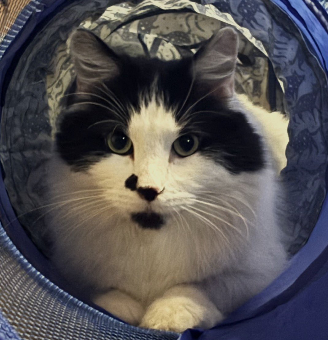 hellshake_j's tweet photo. @JoyconSwitch that’s my cat ! 
his name is tulio https://t.co/RlGbDadSGl
