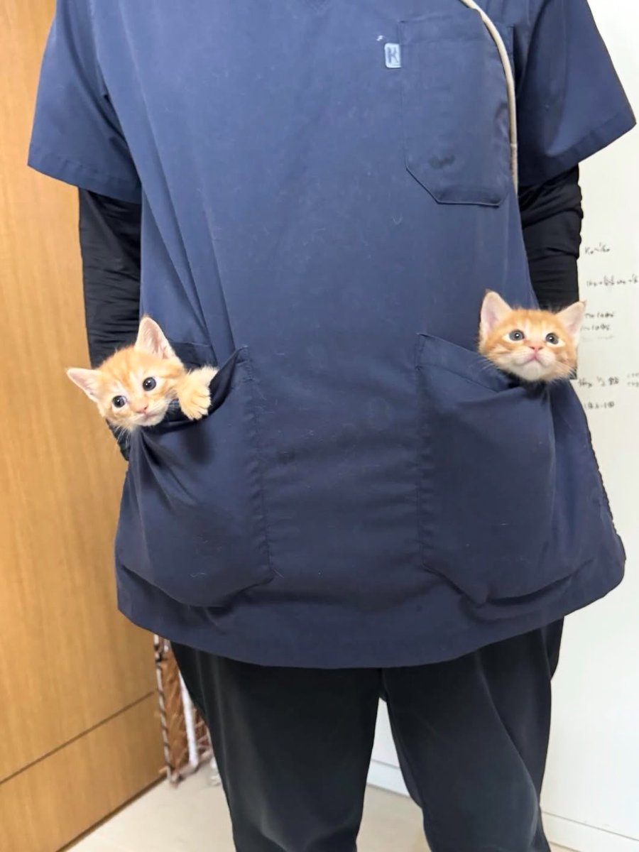 animalsbabyy's tweet photo. https://t.co/lE0ZHysX8D