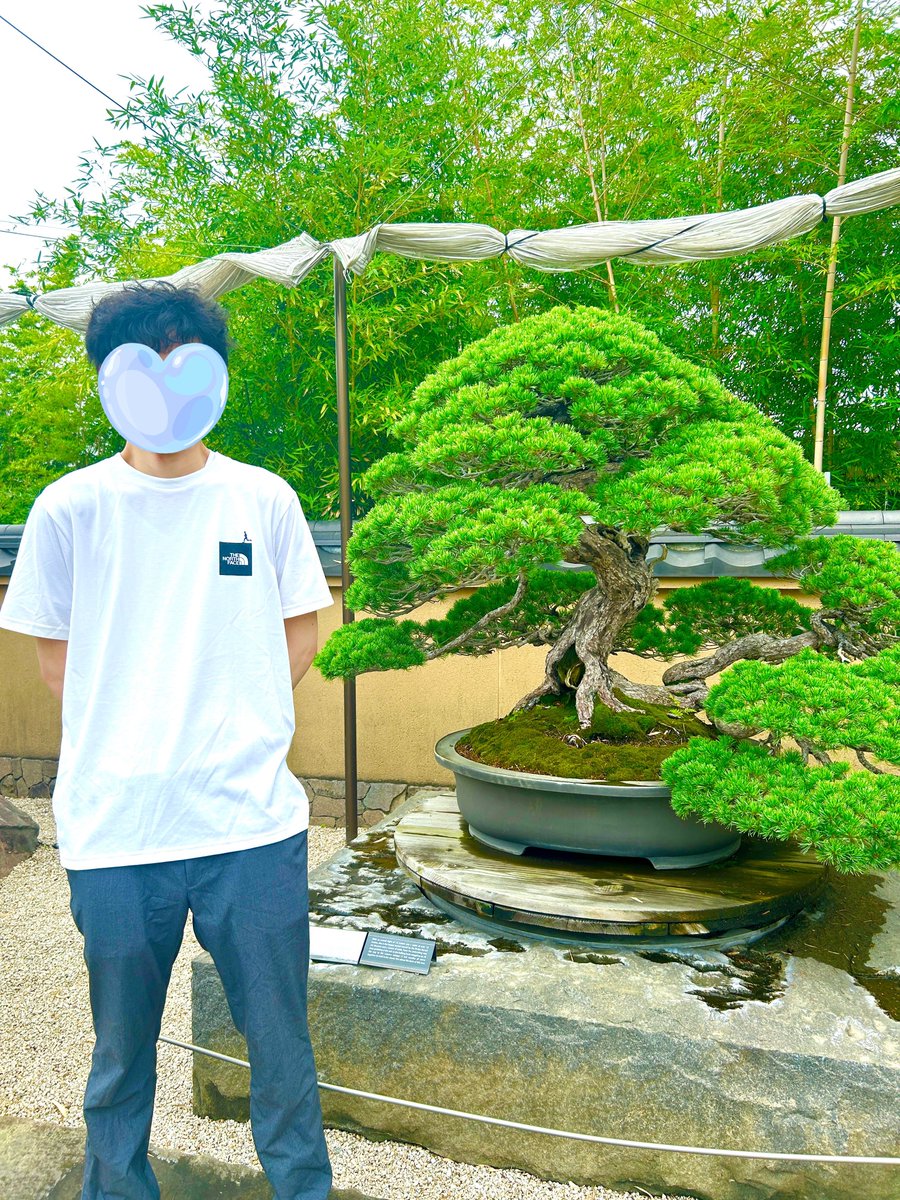 supikatan_3's tweet photo. ガイドさんから教えてもらった情報によると盆栽は正面からと下から覗いて両方のアングルから鑑賞すると感じが違って見えて面白いのだそう🌳🌼 https://t.co/NMI4RyVxZ5