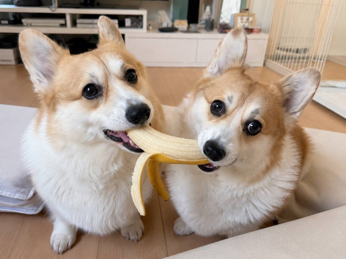 MinnieMquse's tweet photo. AIてわからないでしょ

#コーギー
#多頭飼い
#保護犬 https://t.co/J1vhjGGwQ5
