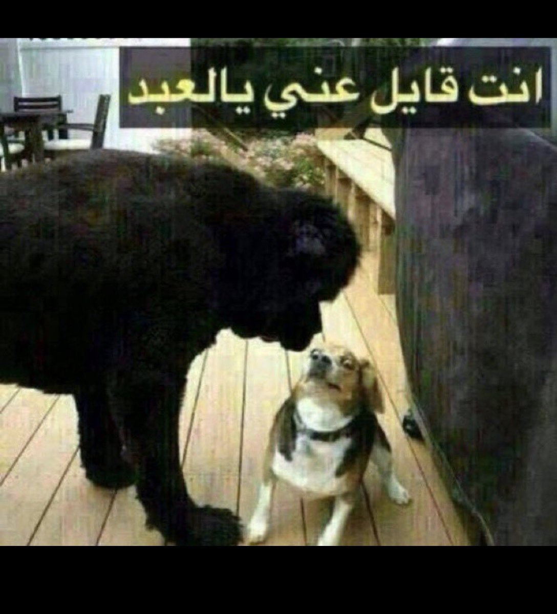 Nasser tweet media