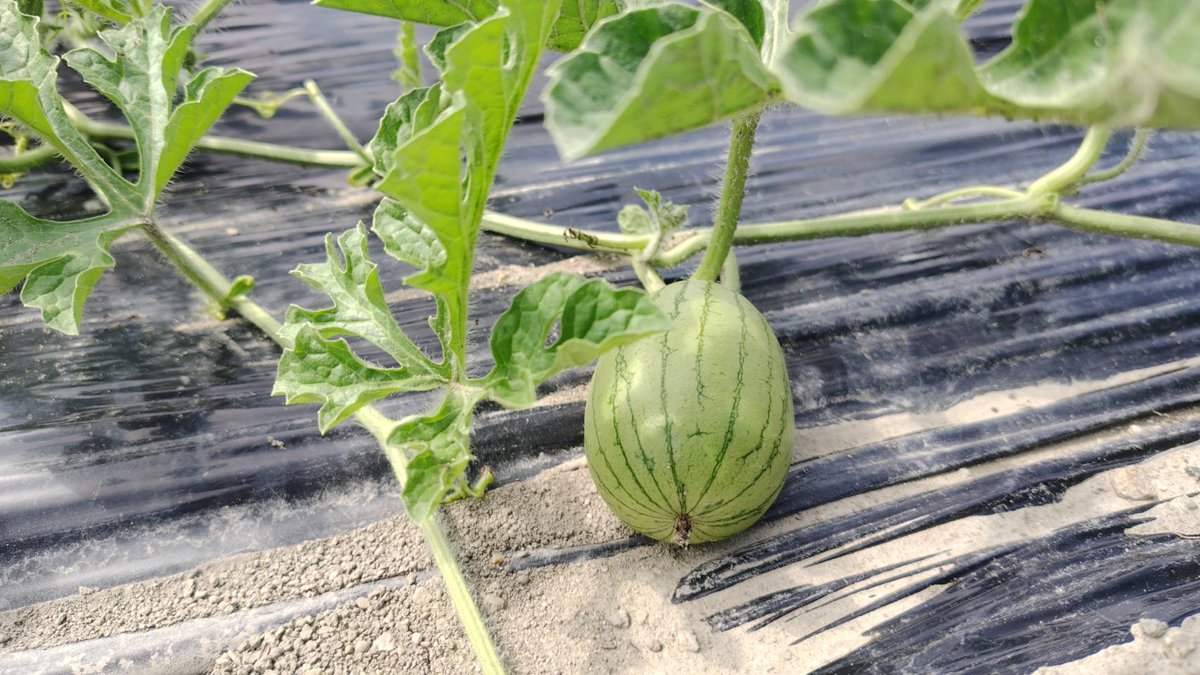 Light_Up801's tweet photo. 農園では順調に、野菜が育っております。

川西市 就労継続支援A型・B型 LightUp🌿イラスト・漫画・キャラクター制作・ハンドメイド・創作活動　 ・喫茶パピーナ・ペンギン・農園など、“好き”を活かした活動をしています📷 見学・お問い合わせは、LightUpまで気軽にお電話ください ✨ https://t.co/qY0iiHwBfT