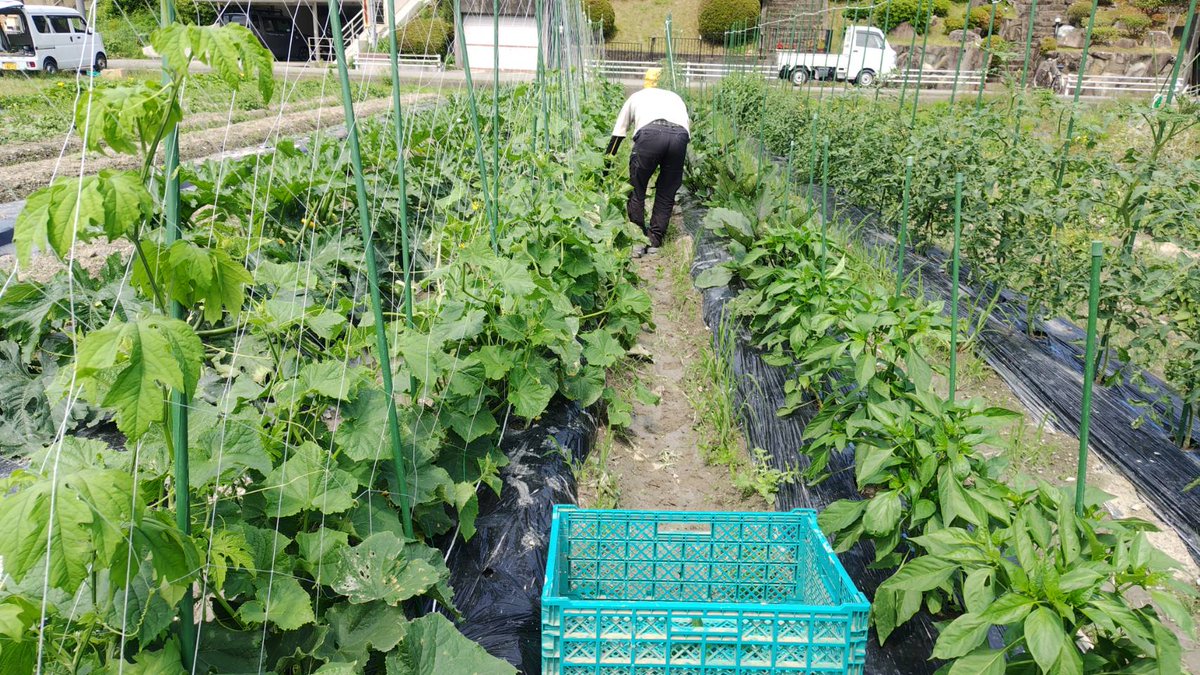 Light_Up801's tweet photo. 農園では順調に、野菜が育っております。

川西市 就労継続支援A型・B型 LightUp🌿イラスト・漫画・キャラクター制作・ハンドメイド・創作活動　 ・喫茶パピーナ・ペンギン・農園など、“好き”を活かした活動をしています📷 見学・お問い合わせは、LightUpまで気軽にお電話ください ✨ https://t.co/qY0iiHwBfT