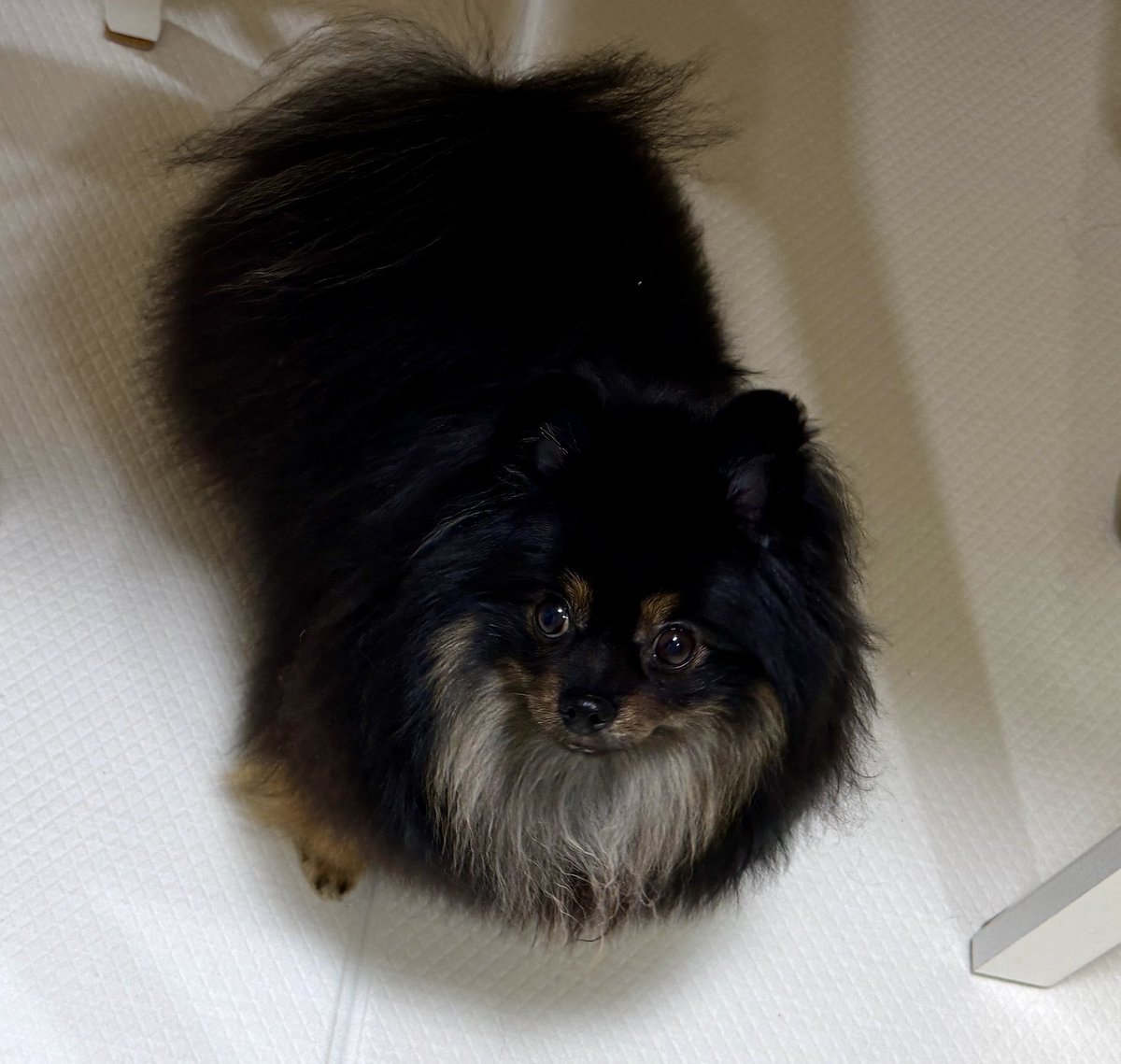 rienomoto's tweet photo. @kutsu_shigatanu 黒茶白🐶
スタイおしゃぶり犬で、いつもトレードマークがカピカピ…ハァハァ…。 https://t.co/EiocMSQBlJ