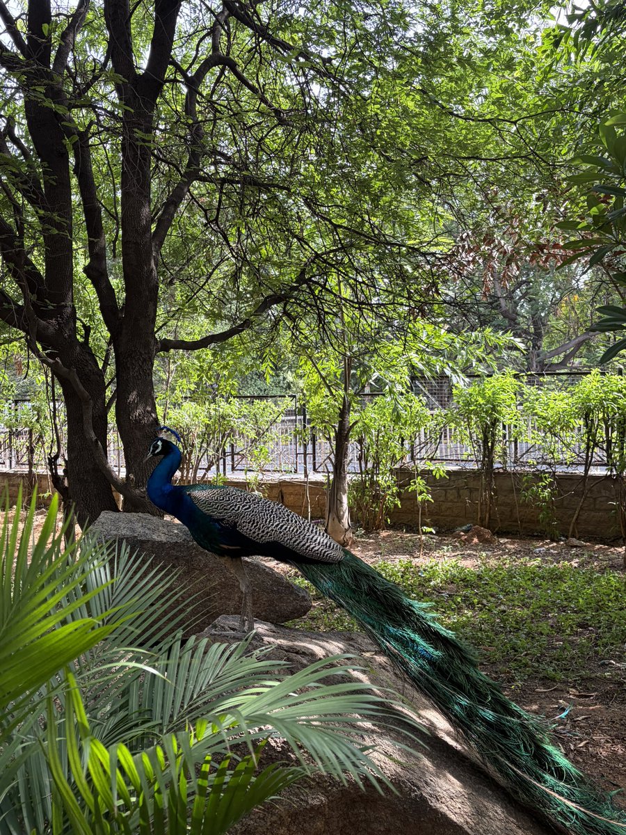 Siddiquaa7's tweet photo. 🦚🍃 https://t.co/0xDzbdsPYd