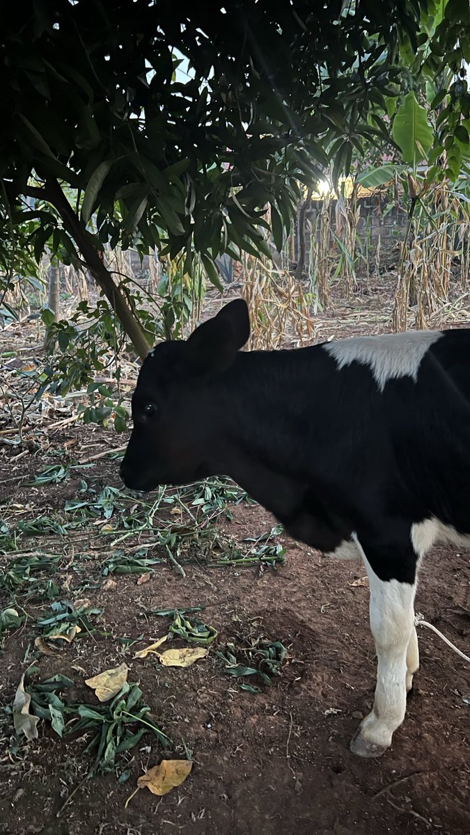 UnseenEnergy20's tweet photo. Notice how the calf is standing grounded on the earth, shaded beautifully by the leaves above? It's a great reminder to stay grounded in your passion and your "why" this week, while utilizing the resources and cover already available to you to create something beautiful. https://t.co/PiVIjVUXMJ