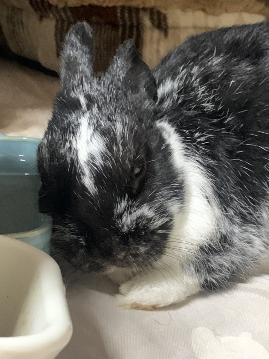 kenkenlip7's tweet photo. お水入れ���好きだね

#うさぎ
#ミックスうさぎ https://t.co/25ztq7Z01s