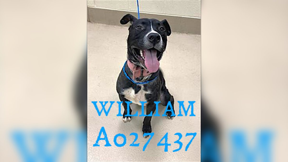 fionaismybitch's tweet photo. URGENT IN CLAYTON COUNTY, GA!!!💔💔💔💔💔💔💔💔💔💔
William A027437 ONLY HAS $50 RAISED TOWARD RESCUE🙏🙏🙏 Mr Wonderful William is a 3-year-old Male pit bull & he is a friendly and well-mannered boy who enjoys being around people. He is non-dog reactive and leash trained, making him a great companion for someone looking for a loyal and loving dog.
DONATE: https://t.co/Q5wJt8zy9C

CLAYTON COUNTY
1396 GOVERNMENT CIRCLE
JONESBORO, GA
770.477.3509
Volunteers: 
rescue.coordinator@claytoncountyga.gov
volunteers.ccac@gmail.com