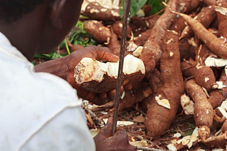 BiovisionAfrica's tweet photo. Cassava is a valuable food crop, but proper processing is essential for safe consumption. Peeling, soaking, fermenting and thorough cooking help reduce naturally occurring toxins and protect household health.

Read more:
https://t.co/02I87DoHqG

#Cassava #FoodSafety #TheOrganicFarmer
@Agriculfuture @CS_MoALD  @JessieFredlund @FAOeagriculture