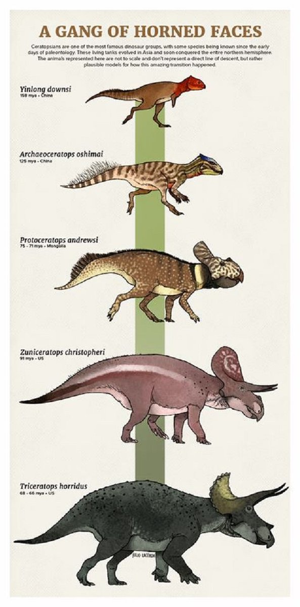 CRCpaleos's tweet photo. CERATÓPSIDOS
Los ceratópsidos fueron una exitosa familia de dinosaurios con cuernos, aunque aparecieron en el Jurásico se diversificaron a finales del Cretácico, solo se han encontrado en Norteamérica y Asia
#Cretacico #Dinosaurios #Evolucion https://t.co/s1aHRq5xLd