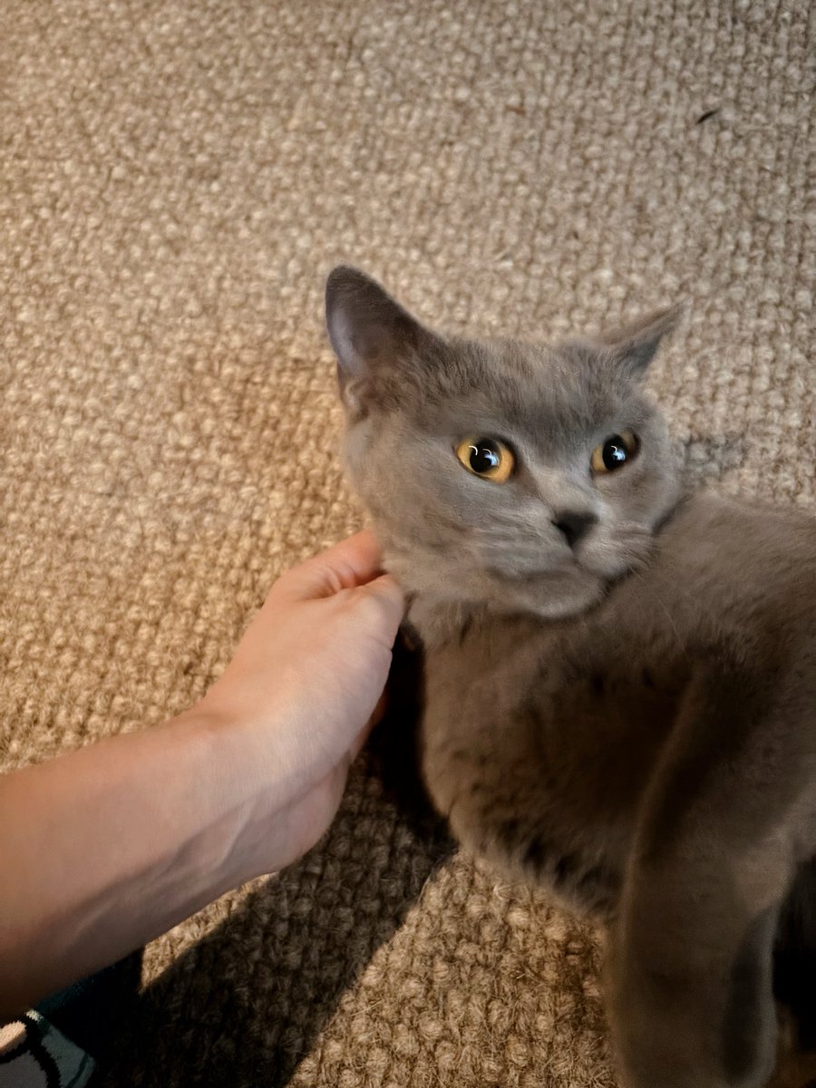 morusam56's tweet photo. 猫ちゃん迎えるまであと14日🐈✨ https://t.co/fJbC3G6RNW