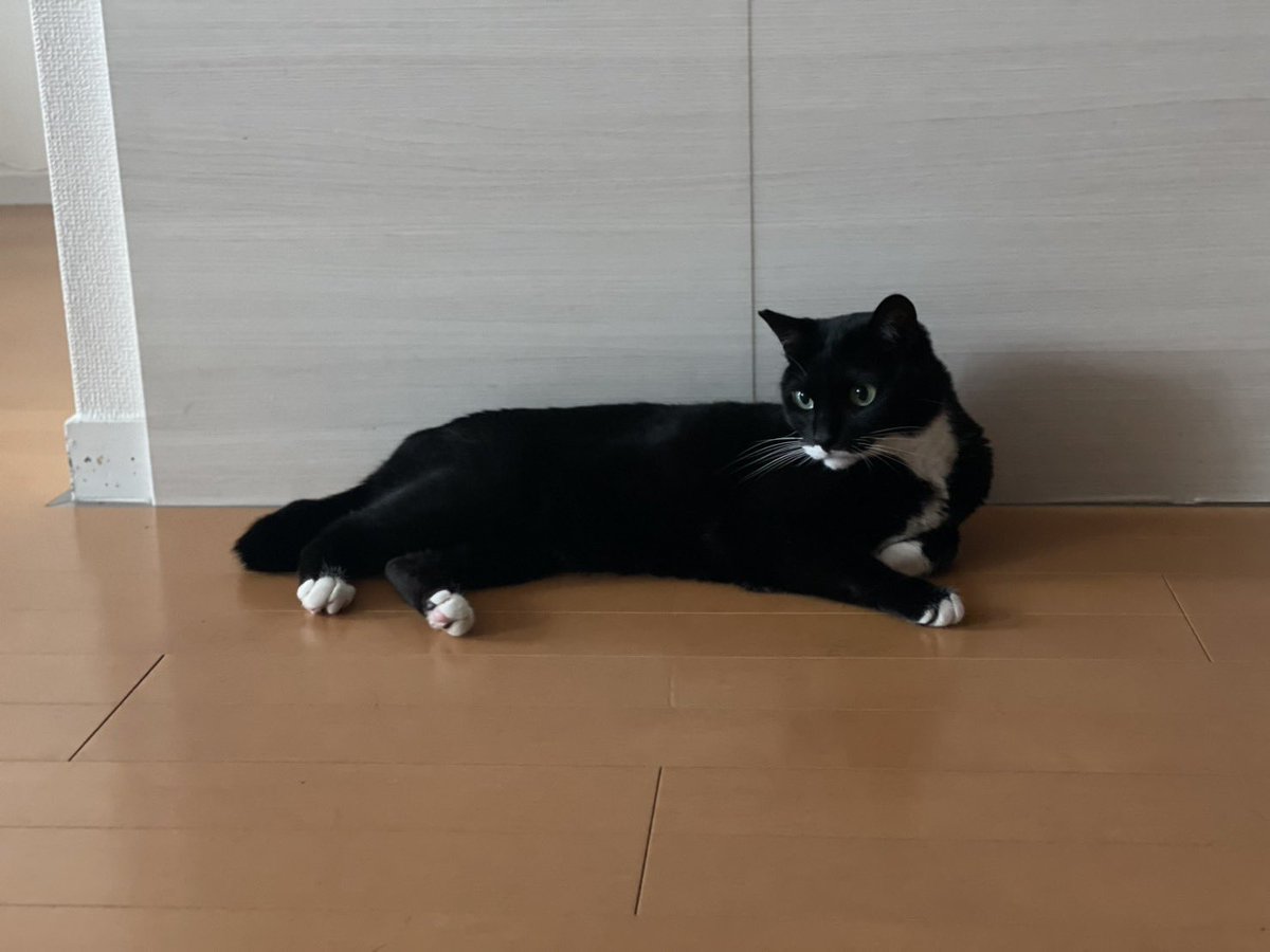おはようございます こんにちはですね #cat #猫