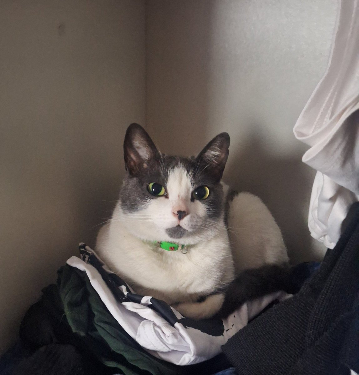 bellaalws's tweet photo. toda pulguenta orelhuda com medo até da sombra // gorda arteira e exploradora de tudo q vê (já acabou com dois sofás e uma cadeira) 
eu amo ela https://t.co/Ogk7DewK4I