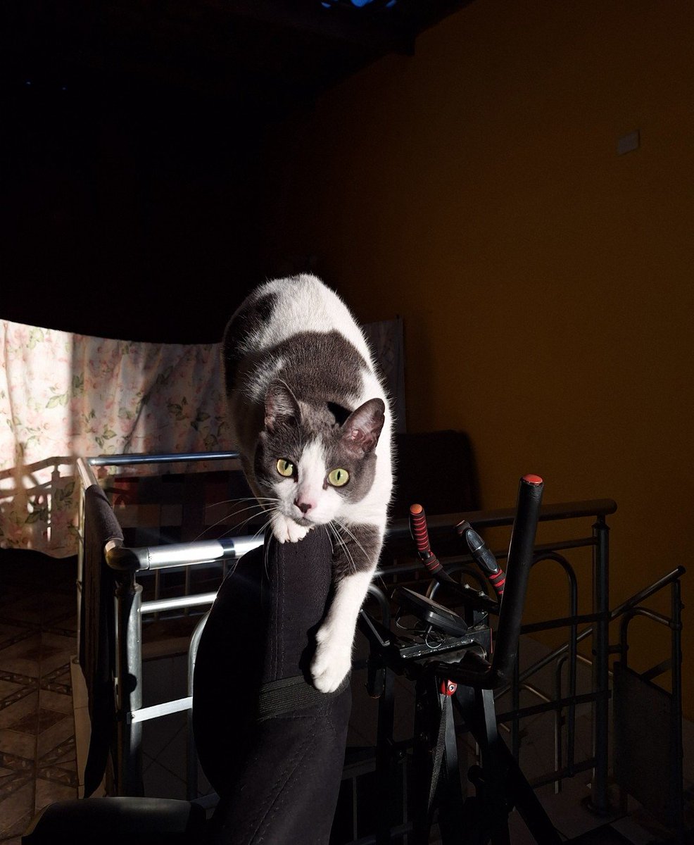 bellaalws's tweet photo. toda pulguenta orelhuda com medo até da sombra // gorda arteira e exploradora de tudo q vê (já acabou com dois sofás e uma cadeira) 
eu amo ela https://t.co/Ogk7DewK4I
