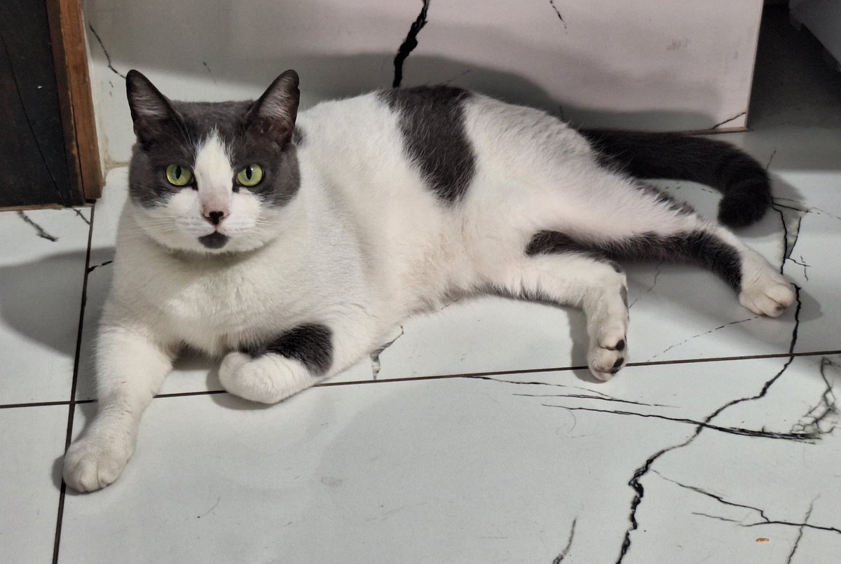 bellaalws's tweet photo. toda pulguenta orelhuda com medo até da sombra // gorda arteira e exploradora de tudo q vê (já acabou com dois sofás e uma cadeira) 
eu amo ela https://t.co/Ogk7DewK4I