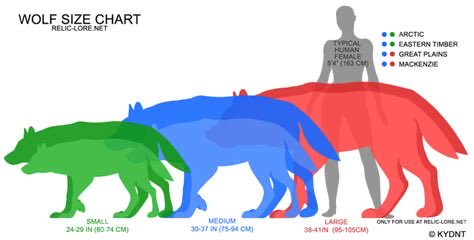 MelodyReaper's tweet photo. @Classisco123 To be fair, irl wolves can be pretty big 😂 https://t.co/Ciwb01YLs2