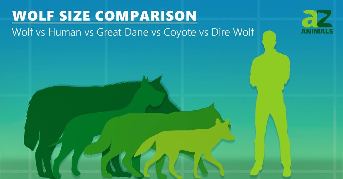 MelodyReaper's tweet photo. @Classisco123 To be fair, irl wolves can be pretty big 😂 https://t.co/Ciwb01YLs2