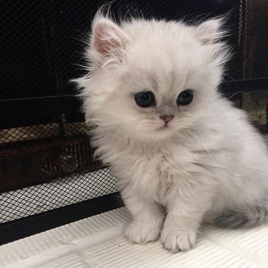 catlovera3's tweet photo. Zero fear. Maximum fluff. 💀🐱
#FunnyCats #CatGang #CatsOfX #CatLife #Meow #ViralCats https://t.co/hkRDrKUTSI