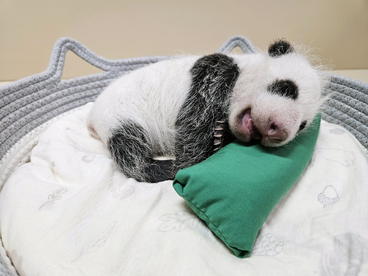 hankookilbo's tweet photo. 🐼"바오 패밀리 막내 판다 이름 지어주세요~"

에버랜드가 '바오 패밀리' 막내 아기 판다의 이름을 공모합니다. 엄마 아이바오와 아빠 러바오 사이에서 지난달 3일 오전 10시 53분에 태어난 아기 판다는 2020년 푸바오, 2023년 쌍둥이 판다 루이바오와 후이바오 등 언니들에 이어 국내에서 자연번식으로 출생한 네 번째 암컷 자이언트 판다입니다.

13일 에버랜드는 푸바오(福寶, 행복을 주는 보물)와 루이바오(睿寶, 슬기로운 보물), 후이바오(輝寶, 빛나는 보물) 때와 마찬가지로 국민들과 함께 아기 판다 이름을 지어줄 계획이라고 밝혔습니다.

📷삼성물산(에버랜드) 제공

자세한 내용 보기➡️ https://t.co/bTpI1LfrIo

#바오패밀리 #아이바오 #러바오 #푸바오 #후이바오 #루이바오 #에버랜드 #판다월드 #삼성물산리조트부문