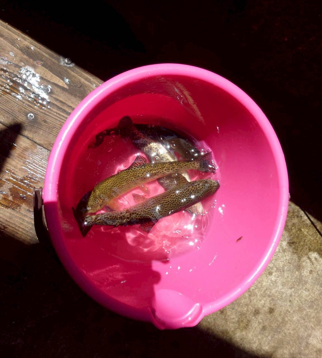 bahamuuko's tweet photo. 夏旅行！！！！
本格的に夏が来る前に夏の全部体験しちゃった！花火も魚釣りもスイカも川遊びも山登りもキャンプもBBQもラムネもみーーんな楽しかった！！！
BIG KANSHA❣️❣️❣️❣️❣️ https://t.co/drwn8DkIF7