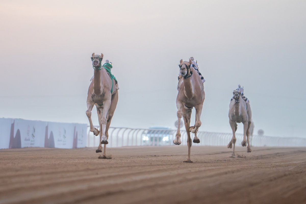 scrfSA's tweet photo. أشواط حبست الأنفاس 🐪🏁

#سباقات_موسم_الطائف 2026 https://t.co/sbFATHlI94