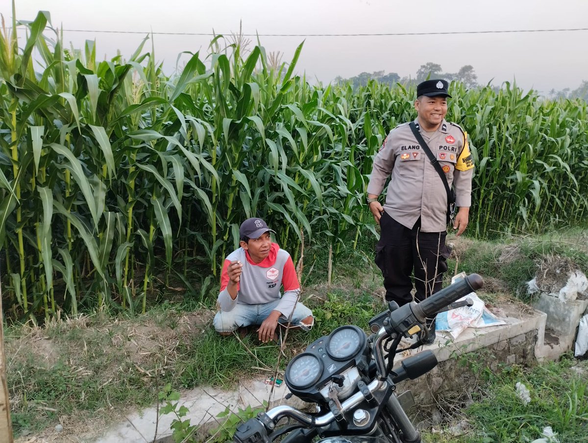 HumasS16233's tweet photo. Anggota Polsek Blitar Kota melaksanakan pengecekan lahan jagung guna melihat perkembangan pertumbuhan tanaman sebagai bentuk dukungan terhadap program Asta Cita Presiden dalam mewujudkan ketahanan pangan. Dalam kegiatan tersebut, anggota melakukan pemantauan kondisi tanaman, https://t.co/QeNMO9vyOo