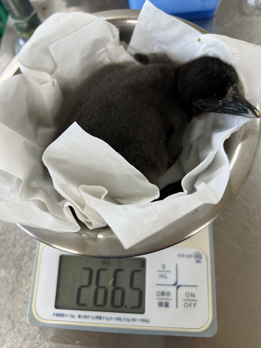 asahiyamazoo1's tweet photo. 先週のイワトビペンギンのヒナ

体重測定の様子です

#旭山動物園　#asahiyamazoo
#イワトビペンギン　#ぺんぎん館 https://t.co/WN49vdgrUs