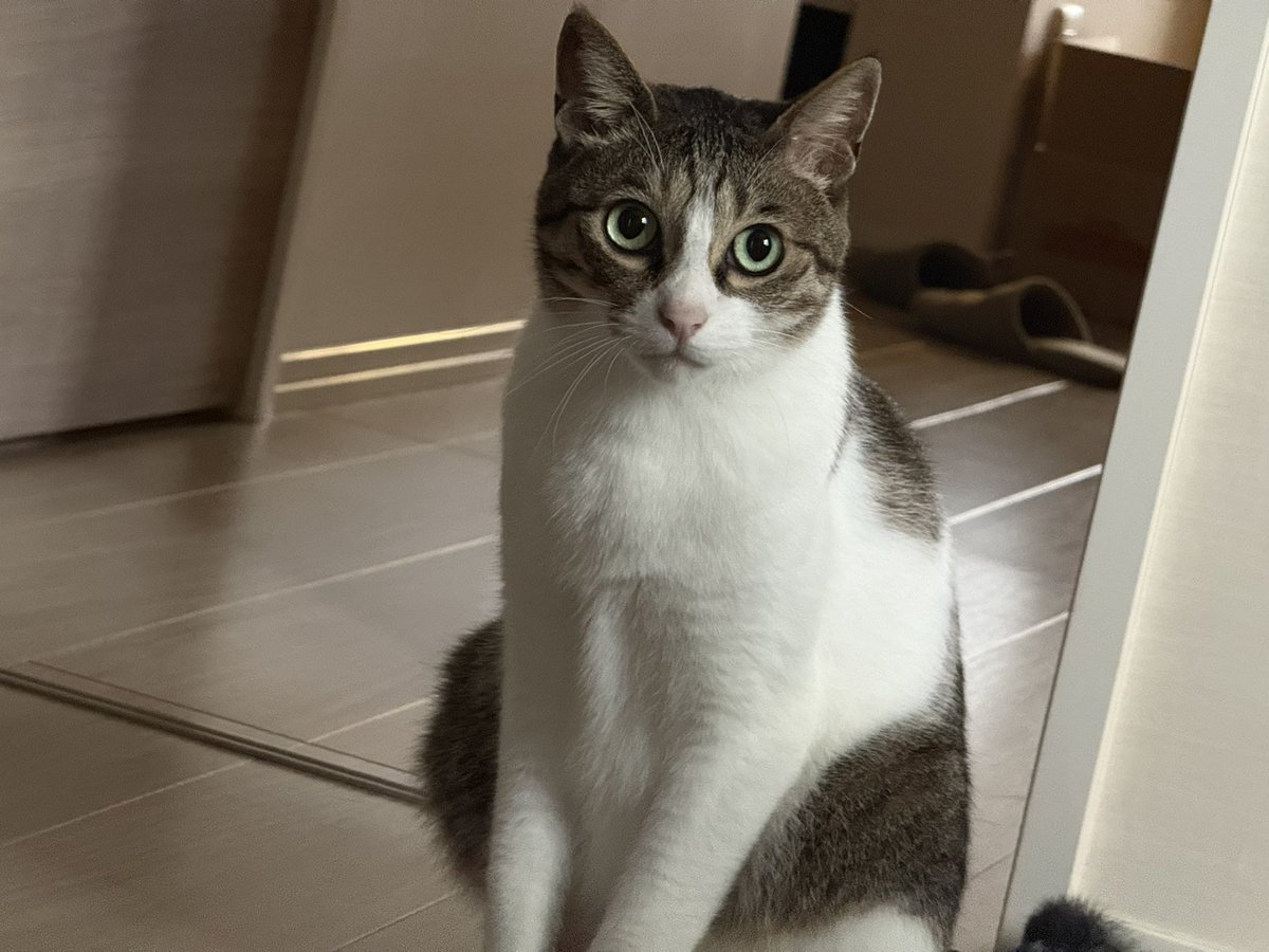 OreAotan's tweet photo. キュート猫🩵 https://t.co/u0uJDUdBiW