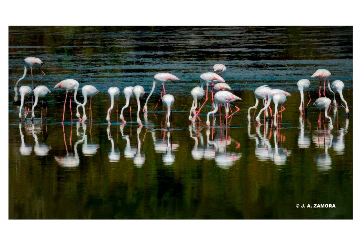 j_a_zamora_foto's tweet photo. Miradas.
Reflejos flamencos.
Doñana. https://t.co/gAKCtaOWCJ