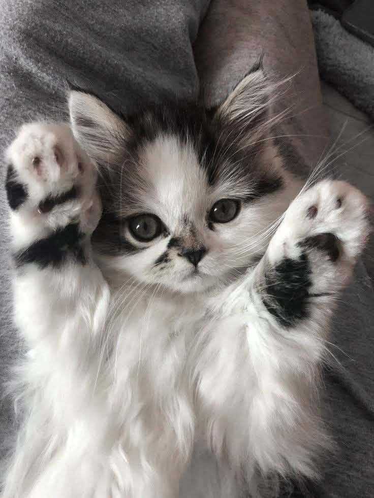 catlovera3's tweet photo. POV: You forgot to refill the food bowl. 😳
#CatsOfX #CatMemes #FunnyCats #Meow #PetLife #CatGang #Trending https://t.co/NVBCstCT0v