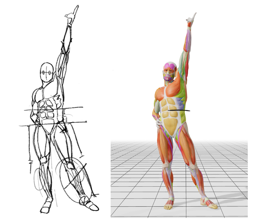 EonDurmiente's tweet photo. EStudio Anatomia https://t.co/RzccdsONB8
