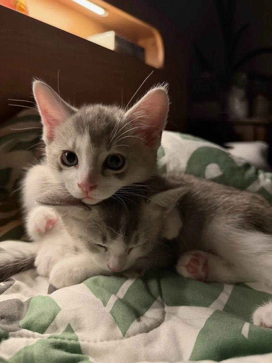 catsloversclubx's tweet photo. I'll protect your dreams. 🤍 https://t.co/v9sITdnxDT