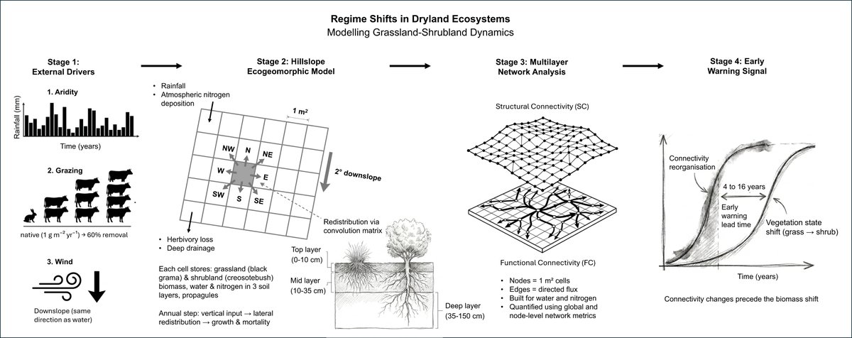 EcoGeoNetwork's tweet photo. Third chapter of my PhD is out.

By the time you can see a grassland turning into shrubland, it's too late to stop it. So we looked for an early warning signal.

Treating drylands as multilayer networks, connectivity reorganizes 4 to 16 years before.

📄 https://t.co/tNMWVy6Ima https://t.co/SaI210rlA7