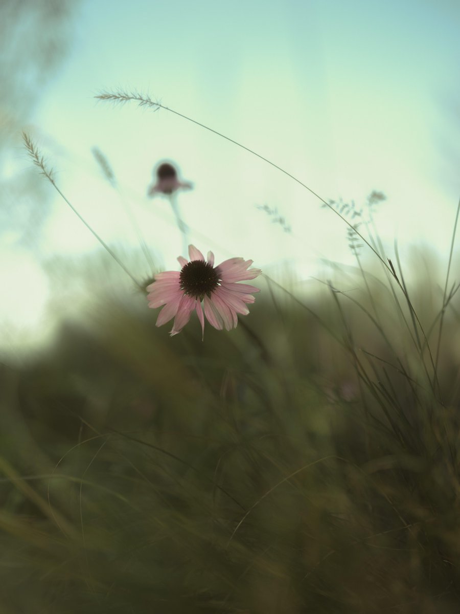 vibes_of_AI's tweet photo. Sometimes, peace is simply a walk at sunset. #NatureIsWild  #mindfulness #walking #outdoors #relax #healing #photographychallenge #colorful #FlowerPhotography https://t.co/qhWjniJlFG
