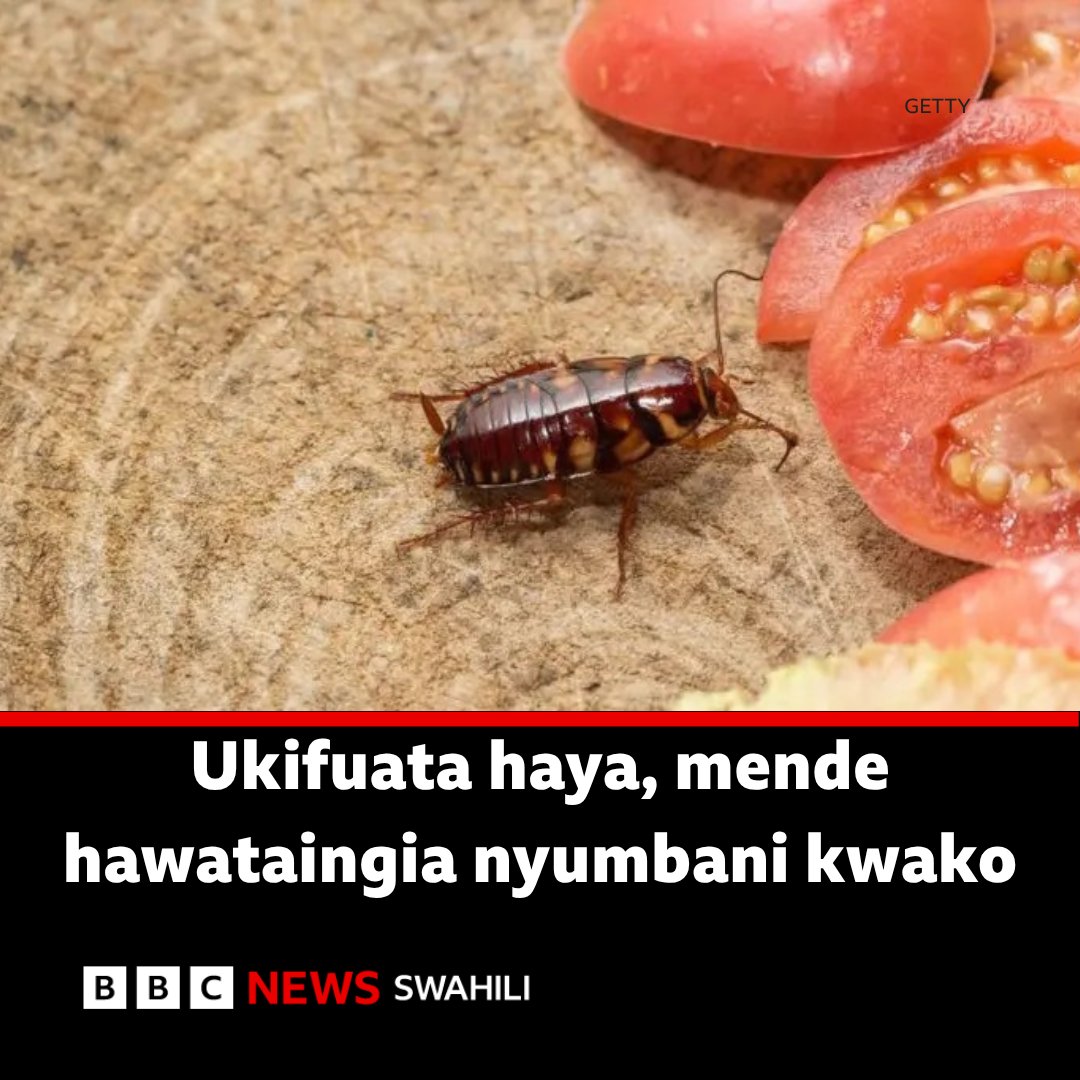 bbcswahili's tweet photo. Je, magonjwa huenezwaje na mende?
https://t.co/kIR27g3fjb https://t.co/3gnMfbsyB2