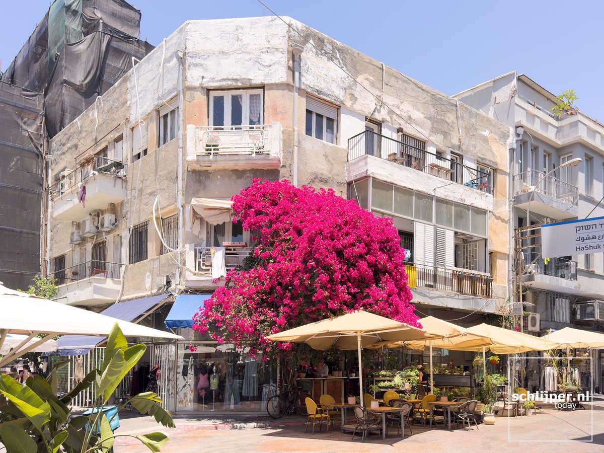 schlijperisrael's tweet photo. Love this tree that Benny from Gazos cafe planted years ago. It's the only  color in this neglected corner.
Tel Aviv, Simtat HaShuk, Levinsky
12/07/2026, 13:13 https://t.co/kGP7CANmNi