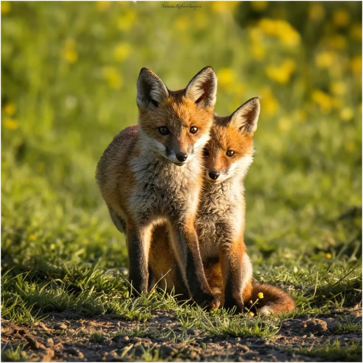 ChrisGPackham's tweet photo. Thank you @natasharoberts85.bsky.social for this morning's #FoxOfTheDay - two cubs ! https://t.co/3dJ6CrecHW