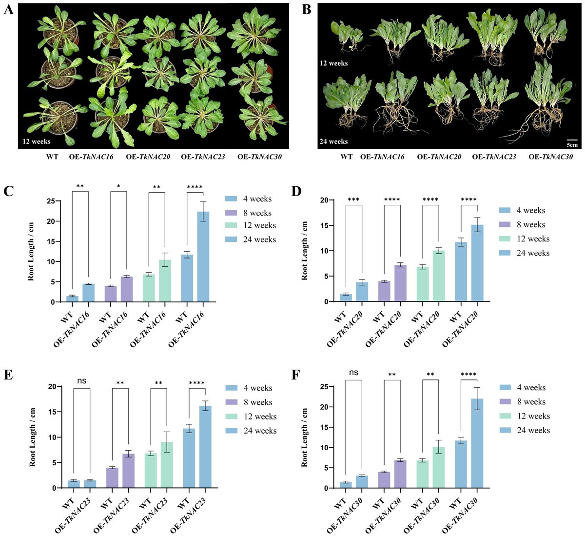 Plants_MDPI's tweet photo. 🌱 How do plants control root growth?
Zhang et al. show NAC TFs + methyl jasmonate signaling drive root development in T. kok‑saghyz.
🔗 https://t.co/8xmwNFzvpx
#PlantScience #RootDevelopment https://t.co/pTBA5FwVZQ