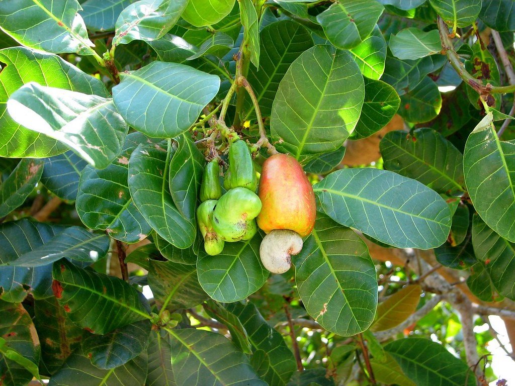 HerbalistHenry_'s tweet photo. CASHEW LEAVES  🍀 

TREATS / CURES  ⬇️
 
 1. Malaria [4-6 WKS, 1 TBSPN, 3X DLY]
 2. Diarrhea [2-3 WKS, 1 TBSPN, 3X DLY]
 3. Dysentery [2-4 WKS, 1 TBSPN, 3X DLY]
 4. Asthma [6-8 WKS, 1 TBSPN, 2X DLY]
 5. Bronchitis [4-6 WKS, 1 TBSPN, 2X DLY]
 6. Inflammation [4-8 WKS, 1 TBSPN, 2X DLY]
 7. Edema [2-4 WKS, 1 TBSPN, 3X DLY]
 8. Stomach Ache [1-2 WKS, 1 TBSPN, 2X DLY]
 9. Dyspepsia [2-4 WKS, 1 TBSPN, 2X DLY]
 10. Nausea [1-2 WKS, 1 TBSPN, 3X DLY]
 11. Syphilis [8-12 WKS, 1 TBSPN, 3X DLY]
 12. Bacterial Infections [4-6 WKS, 1 TBSPN, 3X DLY]
 13. Fungal Infections [4-6 WKS, 1 TBSPN, 2X DLY]
 14. Viral Infections [4-8 WKS, 1 TBSPN, 2X DLY]
 15. Parasitic Infections [4-8 WKS, 1 TBSPN, 3X DLY]
 16. Skin Ulcers [4-6 WKS, 1 TBSPN, 2X DLY]
 17. Acne [4-6 WKS, 1 TBSPN, 2X DLY]
 18. Warts [4-8 WKS, 1 TBSPN, 2X DLY]
 19. Sore Throat [1-2 WKS, 1 TBSPN, 3X DLY]
 20. Toothache [1-2 WKS, 1 TBSPN, 2X DLY]
 21. Menstrual Cramps [1-2 WKS, 1 TBSPN, 2X DLY]
 22. Hypertension [8-12 WKS, 1 TBSPN, 2X DLY]
 23. Diabetes [3-6 MOS, 1 TBSPN, 3X DLY]
 24. High Cholesterol [8-12 WKS, 1 TBSPN, 2X DLY]
 25. Obesity [12-16 WKS, 1 TBSPN, 2X DLY]
 26. Rheumatoid Arthritis [3-6 MOS, 1 TBSPN, 2X DLY]
 27. Chronic Fatigue [4-6 WKS, 1 TBSPN, 2X DLY]
 28. Digestive Disorders [2-4 WKS, 1 TBSPN, 2X DLY]
 29. Skin Aging [8-12 WKS, 1 TBSPN, 2X DLY]
 30. Oxidative Stress [4-8 WKS, 1 TBSPN, 2X DLY]
 31. Hemorrhoids [4-6 WKS, 1 TBSPN, 2X DLY]
 32. Renal System Issues [4-8 WKS, 1 TBSPN, 3X DLY]
 33. Cardiovascular Weakness [8-12 WKS, 1 TBSPN, 2X DLY]
 34. Immune Deficiency [4-8 WKS, 1 TBSPN, 2X DLY]
 35. Systemic Inflammation [8-12 WKS, 1 TBSPN, 2X DLY]
 36. Muscular Debility [4-6 WKS, 1 TBSPN, 2X DLY]
 37. Urinary Disorders [2-4 WKS, 1 TBSPN, 3X DLY]
 38. Minor Burns [2-4 WKS, 1 TBSPN, 2X DLY]
 39. Skin Irritations [2-4 WKS, 1 TBSPN, 2X DLY]
 40. General Body Pain [2-4 WKS, 1 TBSPN, 2X DLY]

Preparation & Dosage ⬇️ 
Get   CASHEW LEAVES    in  Bulk, air-dry in a shade away from direct sunlight (in a shade / balcony) then blend bulk to POWDER when 100% dehydrated (Takes a week or Less)

After that, STEEP / SOAK  1  (ONE)  Tablespoon of  CASHEW LEAVES   Powder Inside half litre of boiled water (or quantity of water you can consume at a go), COVER  it and allow infuse for  10 - 20  minutes or until warm enough to drink. 
DO NOT COOK IT!
Filter / Sieve & drink whole liquid extract.
Do this DAILY for the specified number of times & timeframe associated with the illness you intend to treat. 

⚠️ Do not take along with Pharmaceutical Medications & OTC Painkillers. 

For FRESH or DRY  LEAVES, STEEP a HANDFUL OF THE LEAVES IN BOILED WATER (SAME PROCESS) 

For INJURIES, SCALP, HAIR & SKIN CONDITIONS (EXTERNAL USE) -  Pound fresh leaves without water, Sieve and apply liquid extract on skin / hair 2-3  times daily, leave on for an hour before bathing or washing off. 
Repeat  everyday until results are achieved. 

KINDLY  REPOST / SHARE  &  Follow @HerbalistHenry_  on  X (Twitter)  🙏