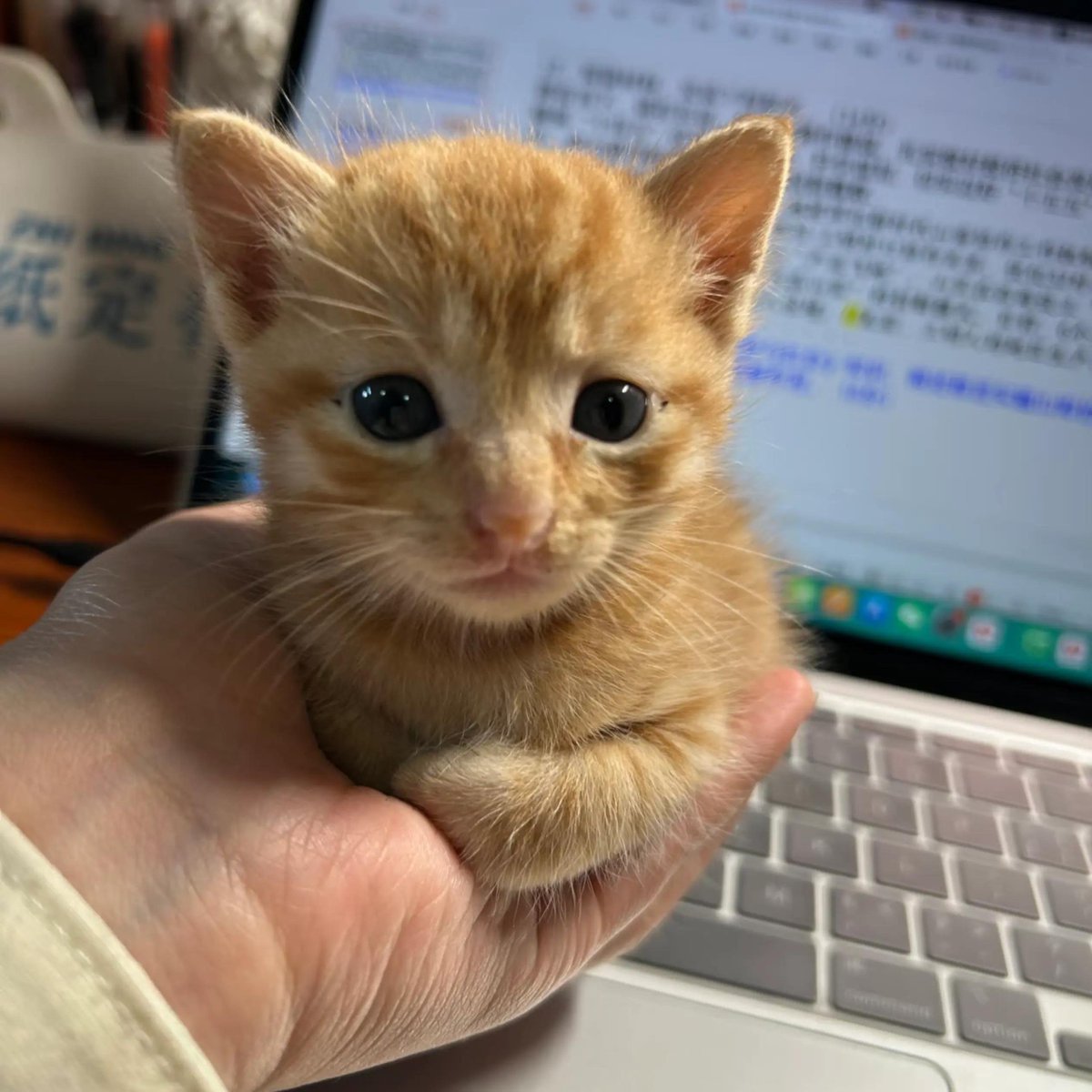cat (@cat205779) on X