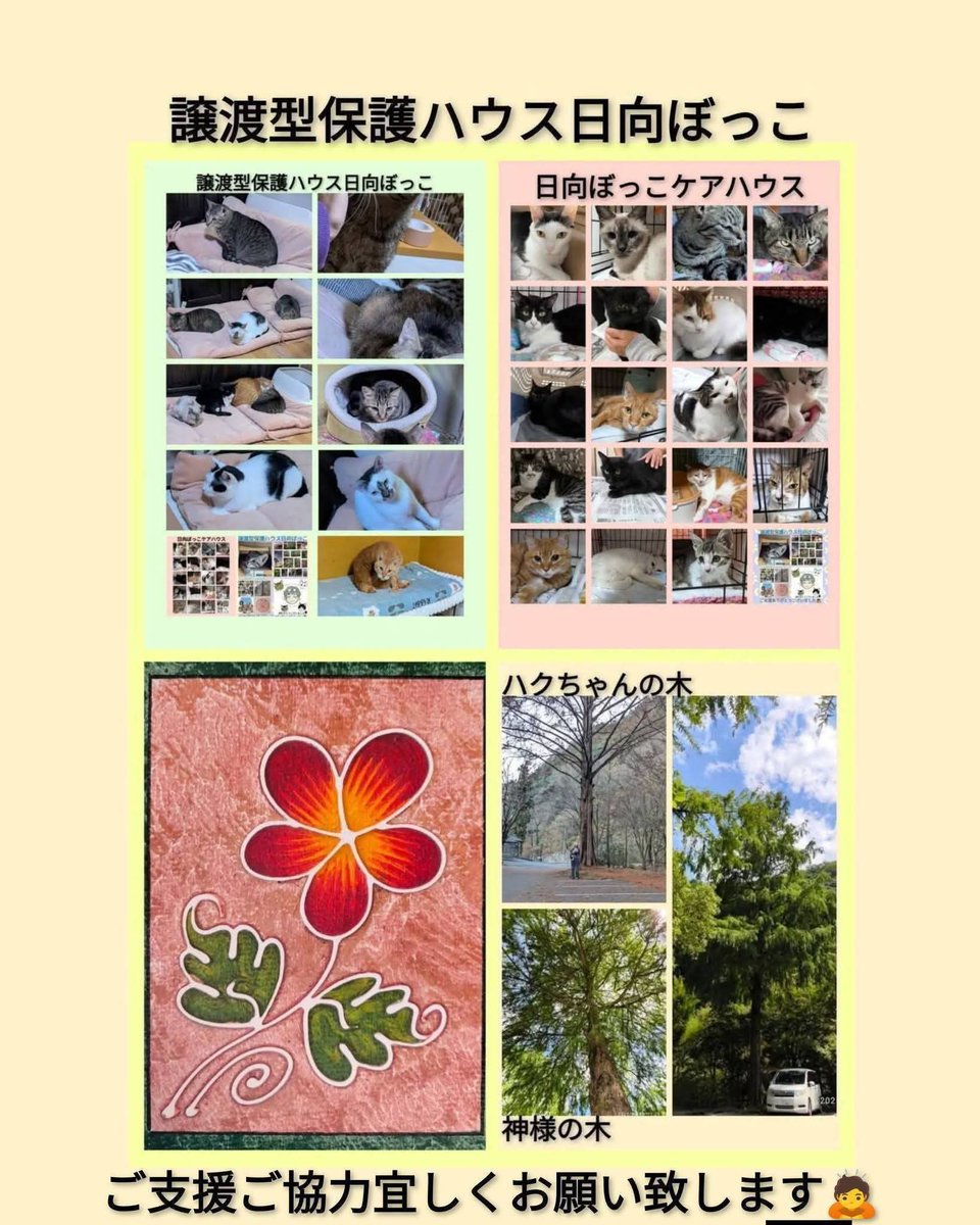 izumi20325's tweet photo. ７月１3日
🆘拡散希望です🆘
拡散ご協力宜しくお願い致します🙇

医療費のご支援のお願いの投稿ばかりする事をお詫び致します。

🐱ディブちゃんの7月16日の抜歯手術の医療費の準備が出来なくてどうしようと悩んでました。
そしたら昨日に白髭神社さまから帰ろうとしたら車のエンジンがかからずでレッカーサービスで修理屋さんに運んでもらい代車をだしてもらいました。
こんな大変な時に車の修理代金も作らないと行けなくなりました。
車がないと何も出来ないので私は修理代金を工面しに回っています。
🐱ディブちゃんの医療費も作りたいのは山々なのですがどっちもは厳しい状態です。
🐱ディブちゃんの医療費は手術費用が１０万円位で２〜３日の入院費が加算されます。
現在、ご支援で52000円が準備が出来ています。
🐱ディブちゃんを元気して幸せニャンコにしてあげたいので応援して下さい‼️
優しいくて人懐っこいデレデレのニャンコちゃんです。
🐱ディブちゃん手術を受けさせて元気な🐱ディブちゃんになってふれ愛サロンに参加させてあげたいです‼️

https://t.co/pSTD9jMGya

皆さまも大変な中、心苦しいお願いばかりして申し訳ないです🙇
皆さまディブちゃんの抜歯手術の医療費をおいくらでも構いません。
医療費のご支援を宜しくお願い致します🙇
ご無理のない範囲でお力添えいただけますようお願い致します🙇🍀

🐱ディブちゃんの医療費のご支援の振り込み先です。
●宮崎太陽銀行
日向北支店
店番　038
口座番号　1168121
保護ハウス日向ぼっこ　小野加代子

●ゆうちょ銀行
記号　17310
番号　17744831
小野加代子

ゆうちょ銀行へ他の銀行からは
店名　七三八
店番　738
普通預金
口座番号1774483
小野加代子

●PayPay
08091037641 (電話番号)
 izumi20325 (ID)

#平和　#愛　#感謝　
#令和８年７月１３日
#ありがとうございます
#ディブちゃん
#慢性歯肉口内炎
#全臼歯抜歯手術
#宮崎県　#日向市　
#保護犬　#保護猫
#譲渡型保護ハウス日向ぼっこ
#病気治療　
#ケガ治療
#小さな命を守りたい
#遺棄虐待は犯罪です
#殺処分ゼロ　
#命のリレー
#里親募集　
#ご支援願い