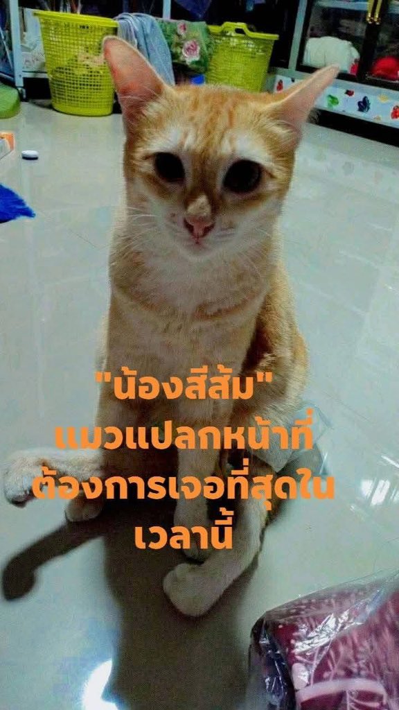 tonever22's tweet photo. 📢สรุปเนื้อหาข่าวช่วงเช้า: "ระบบทีมเวิร์ค 100% พี่ส้มต้องรอด!" 
​"สโลแกนหลักของ The Hope Thailand คือ: 'ถ้าไม่เจอ... ไม่สุด... ก็ไม่หยุดทำงาน' 

​📌 สรุปแนวทางกู้ชีพน้องสีส้ม (ภาคเช้าวันนี้):
​🔦📷 ยกระดับอุปกรณ์: เพจพ่อเพชรกำลังเดินทางเข้ากรุงเทพฯ ด่วน เพื่อจัดซื้อ 'กล้องอินฟราเรดตรวจจับความร้อน' มาส่องพิกัดทะลุความมืด
​🐕 เปิดตัวหน่วยซีลสี่ขา: พี่สัมฤทธิ์เตรียมส่ง 'เจ้าหลง' สุนัขยอดนักดมกลิ่น เข้าช่วยแกะรอยรอบชานชาลาอย่างระมัดระวัง

​🚫 งดการรบกวน: ทุกทีม (The Hope Thailand, เพจพ่อเพชร, คนพื้นที่) ประสานงานร่วมกันเป็นระบบปิด เพื่อความปลอดภัยและไม่ให้น้องตื่นตกใจ
​ทุกทีมยังคงปักหลักสู้เพื่อปาฏิหาริย์ใต้ชานชาลาสถานีชุมพร เดินหน้าต่อด้วยความหวัง ระบบหน้างานที่รัดกุมที่สุด 
และยังหวังว่าสักวันนึงจะได้เจอน้องส้มๆ ขอเป็นกำลังใจให้ทีมงานทุกท่านนะคะ 🙏🏻❤️

#แมวหายบนรถไฟ