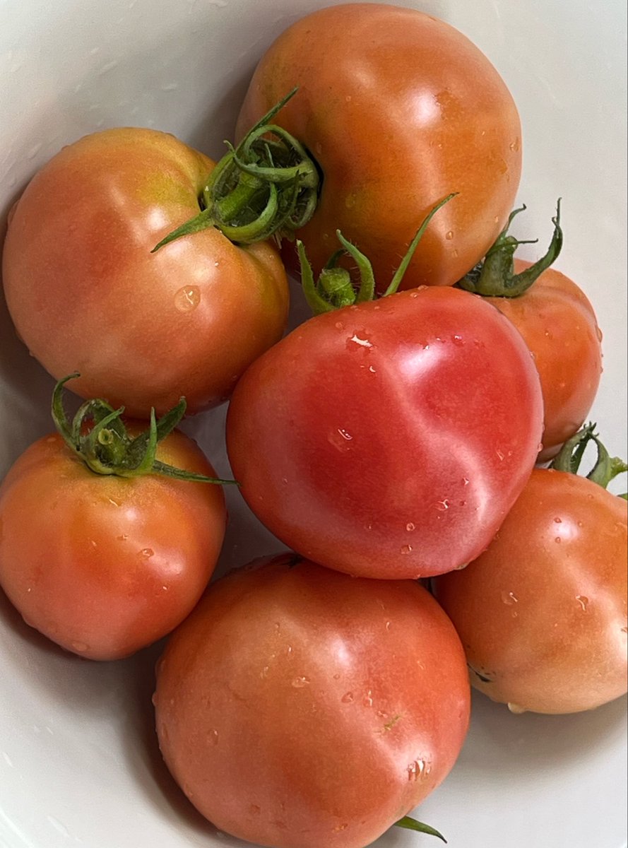 clipper1223's tweet photo. 今日のトマト🍅🍅🍅🍅🍅🍅🍅🍅🍅🍅🍅🍅 https://t.co/NmGueiYacG