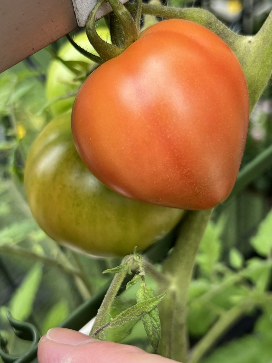 clipper1223's tweet photo. 今日のトマト🍅🍅🍅🍅🍅🍅🍅🍅🍅🍅🍅🍅 https://t.co/NmGueiYacG
