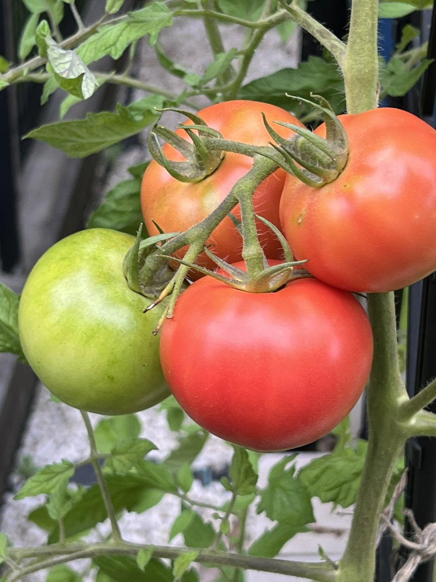 clipper1223's tweet photo. 今日のトマト🍅🍅🍅🍅🍅🍅🍅🍅🍅🍅🍅🍅 https://t.co/NmGueiYacG