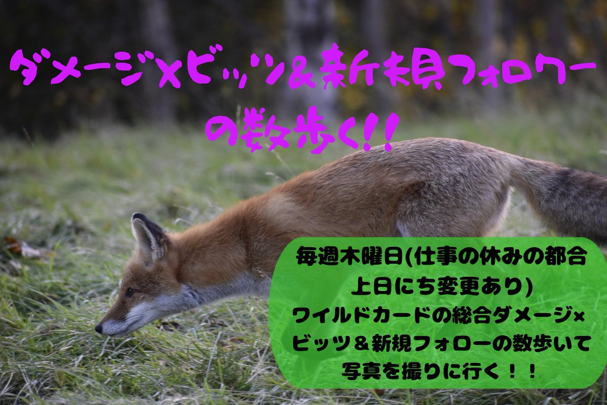 FgZuj3's tweet photo. APEXワイルドカードダメージの数だけ歩いて写真を撮りに行こう📸
第一回目こちらに上げ直し！！
ゲーム配信用アカウントはこちら
@5s90REYTCW35642 

 #猫又写真展
 #北海道 https://t.co/W61sFAt8Ff