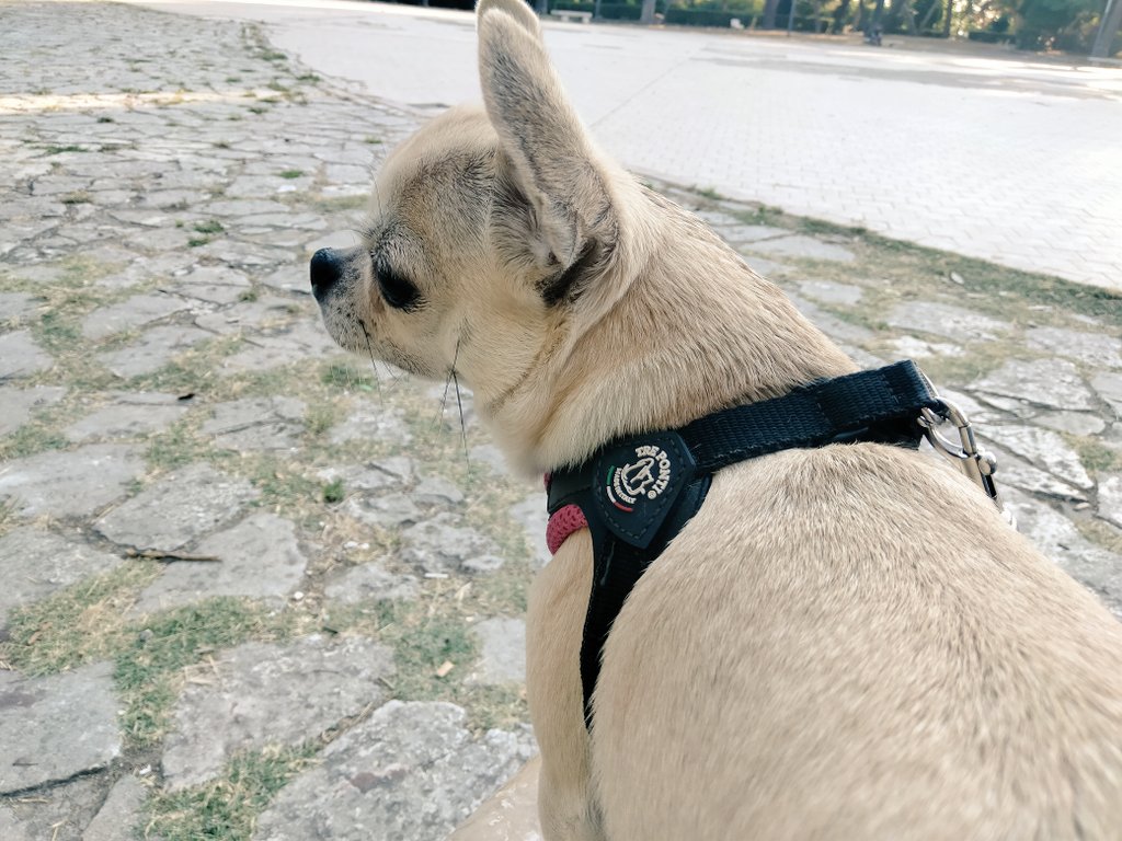 Teodolinda_92's tweet photo. Dalle 06:00 sveglia e sto ancora in giro con la mia scricciola prima in Villa Peripato e poi pausa al bar.❤️

#mydogmylife 
#photolike 
#lovechihuahua 
#photographymydog https://t.co/5pLbq0H4Gj