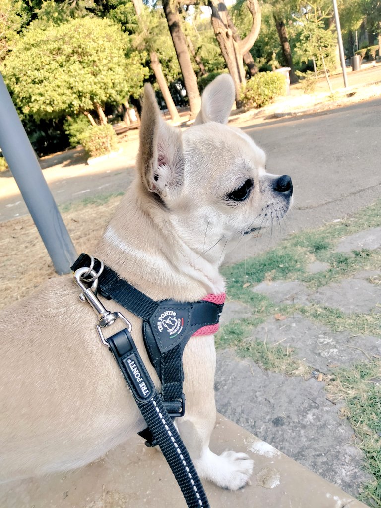 Teodolinda_92's tweet photo. Dalle 06:00 sveglia e sto ancora in giro con la mia scricciola prima in Villa Peripato e poi pausa al bar.❤️

#mydogmylife 
#photolike 
#lovechihuahua 
#photographymydog https://t.co/5pLbq0H4Gj